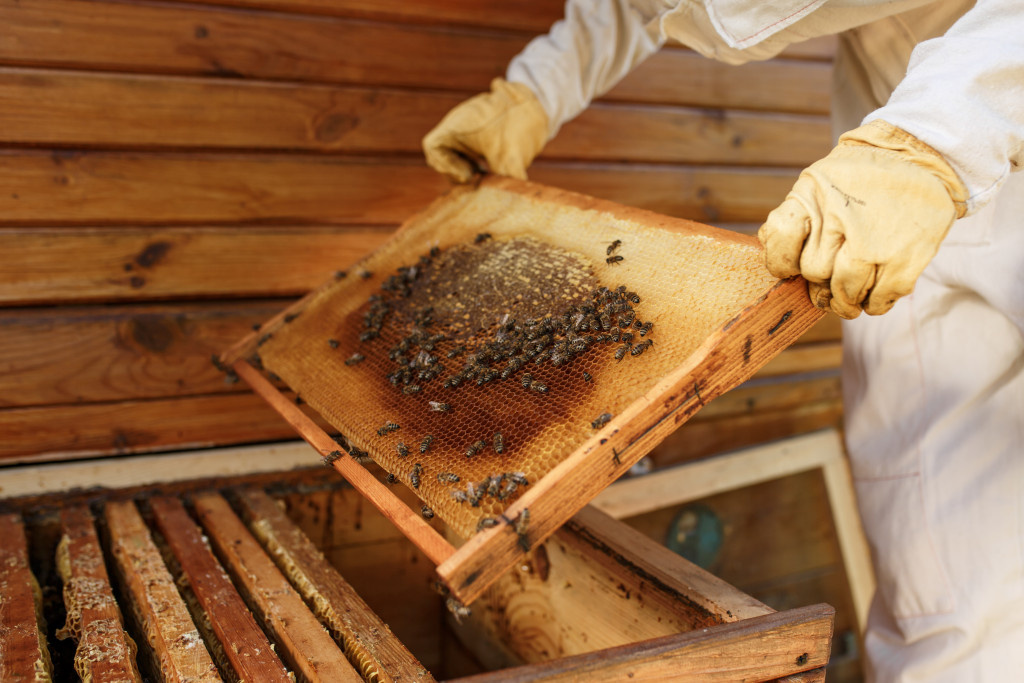 beekeeper extracting honey