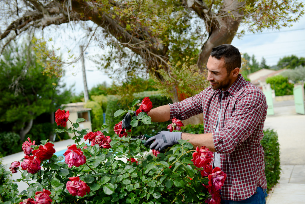 man trimming his rose bush